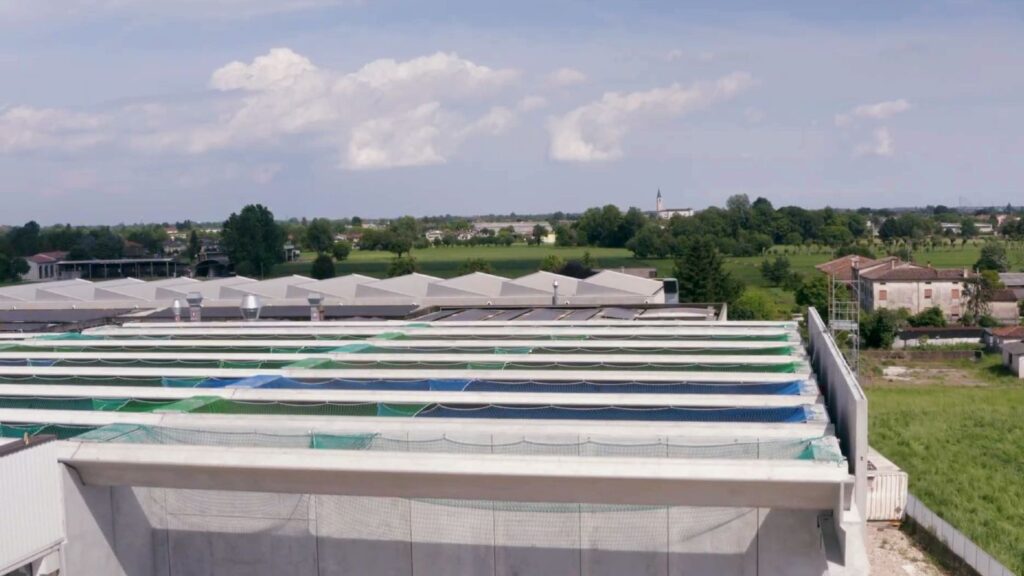 Copertura shed